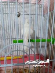  8 budgies and canary and cocktail for sale