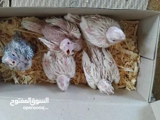  5 فراخ كوكتيل زق يدوي سحم الكفارات