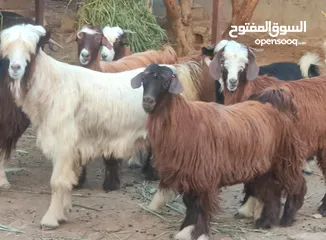  3 للبيع جداية كبار ماشاء الله طعايم ذكر الله مخصيات جاهزات 10 اشهر الي سنة وشهرين شي طيب  تيوس جاهزات