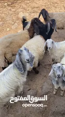  3 أغنام و ماعز واضاحي و عقق