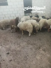  4 أضاحي الوزن الكيلو 5.50