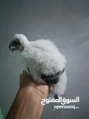  4 طيورالباز اليفات زق يدوي