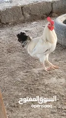  5 دجاج اللبيع