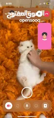  5 شيرازي ثلاث شهور