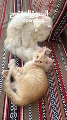  2 قطط شيرازي