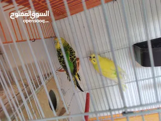  2 جوز حب شغال