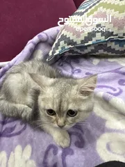  1 سكوتش ستريت