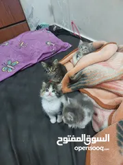  9 قطط كاليكو مكس شيرازي عمر شهرين