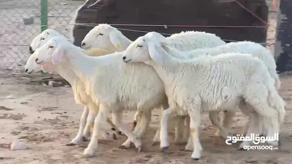  2 اضاحي حري خروف