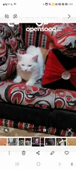  10 قطط شرازي للبيع في صنعاء الاصبحي المقالح
