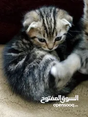  11 قطط للبيع همالايا