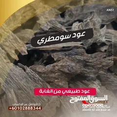  1 عود سومطري اصلي