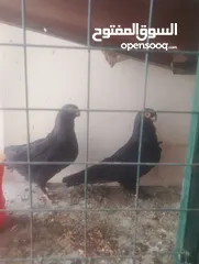  2 انجليزي اسود و مصريه سوداء