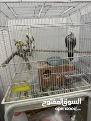  2 Breeding pair of cocktails + their chick + The cage