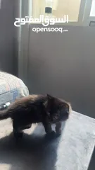  1 قطه أنثى شيرازي عمرها شهرين