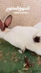  6 جوز ارانب كلفورني شغالات