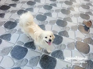  7 كلب للبيع ادفع بحق الله