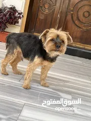  1 كلب للبيع  الجادين فقط