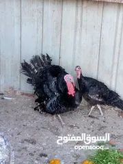  8 جوز حبش ما شاء الله صحه ونضافة