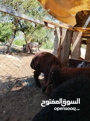  3 اربع خرفان نخب نخب اعمار 3شهور صحه ممتازه توب توب