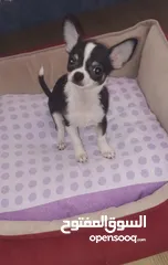  19 Chihuahua puppies