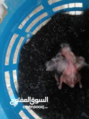  2 فراخ حسون فراخ حسون