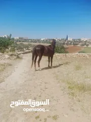  2 .حصان نخب اول قرائة الوصف