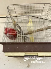 1 ‏جوز عصافير كوكتيل
