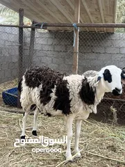  1 جعد عشر ثنتين