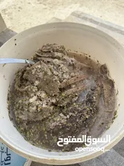  3 مالح جيذر (إنتاج شهر مارس و أبريل 2025)