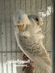  6 جوز هوقو رومو لاسوينج
