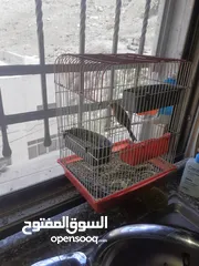  1 بندوق كنار بغني حسون بطلاقة السعر 70