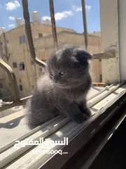  3 سكوتش فولد