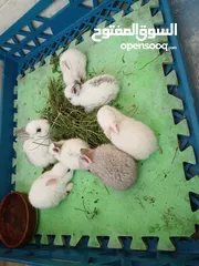  3 أرانب صغيرة للأطفال