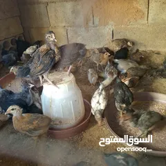  1 فرخات بلدي
