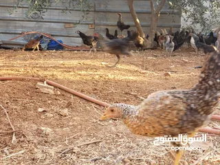  4 فرخات دجاج بلدي للبيع