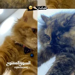  4 قطط البيع هملايه