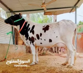  1 ابقارررررررر للبيع