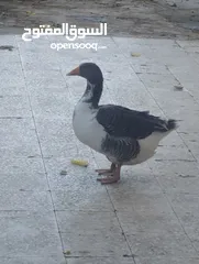  1 وزة انثى للبيع العمر 1 سنة