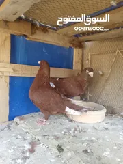  5 جواز حمام للبيع