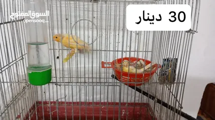  2 3 جواز كنار جميعهم  تحتهم بيض الجوز ب30د + فراخ كناري عمر شهرين ونصف وأكثر الفرح ب5د موجود في مادبا