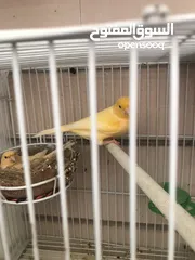  7 Breeding pairs of canary  in Alain