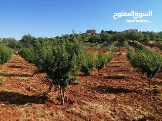  17 مزرعه مع بيت راقيه راس منيف موقع مميز مطله و بسعر مغري جدا