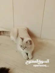  2 قطه للبيع ،