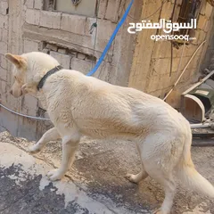  6 الزرقاء جنب مجمع الجديد