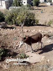  3 حمير للبيع