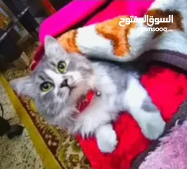  1 مطلوب قطة للتزواج بسرعة
