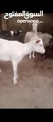 1 ماعز سانين اصلي