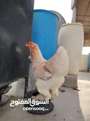  23 امهات لاحم فرخات صوص حبش قرميدي  براهما ديوك باكستاني و فرخات  صوص باكستاني خط أول اقرأ الاعلان