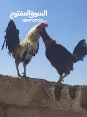  3 ديك ودجاجه للبيع الشراء يرن